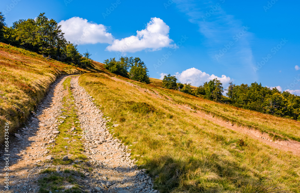 Fototapeta premium mountain road through hillside with beech forest