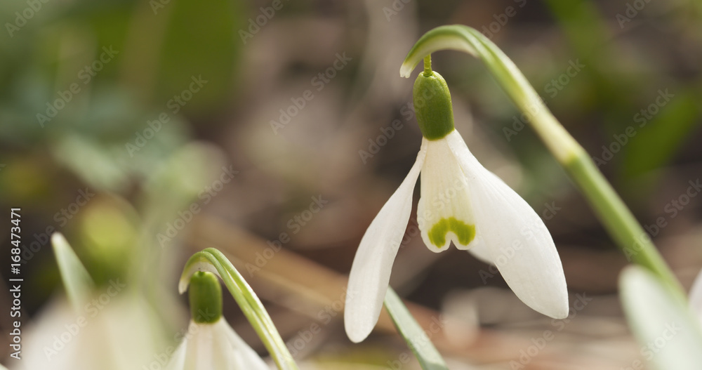 Fototapeta premium closeup snowdrops in spring morning