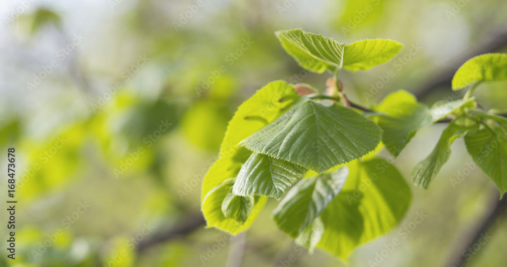 Fototapeta premium linden branch with young fresh leaves
