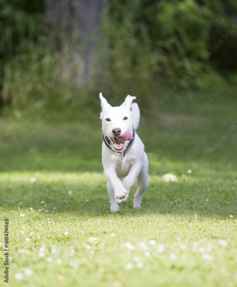 Why Do Puppies Run Like Crazy