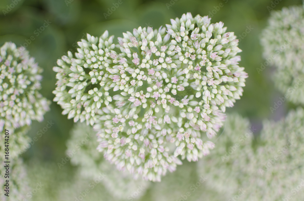 Sedum plant. White little flower. Green and white background. Sedum plant. White little flower. Green and white background.