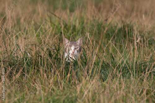 Chat