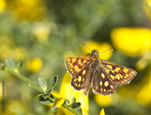 Tableau sur toile Chequered Skipper or Arctic Skipper butterfly (Carterocephalus palaemon), Eifel, Germany