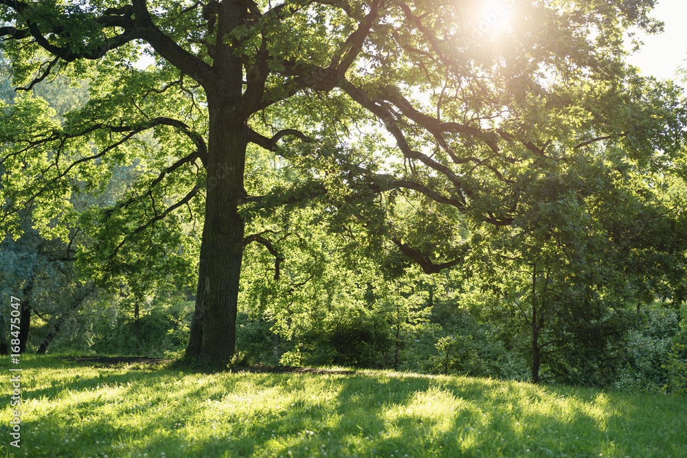 Fototapeta premium old oak tree in summer sunset on meadow