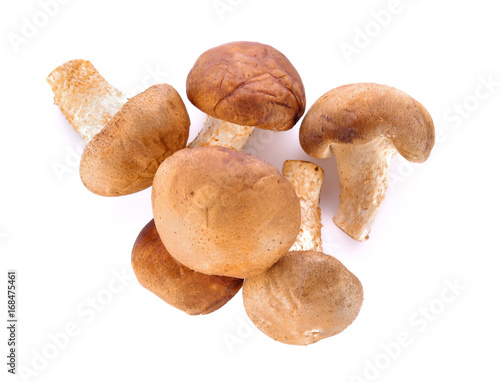 Fresh mushrooms on white background