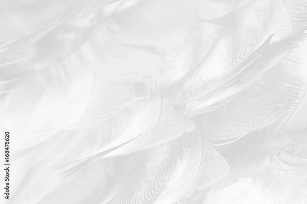 black and white feather texture background