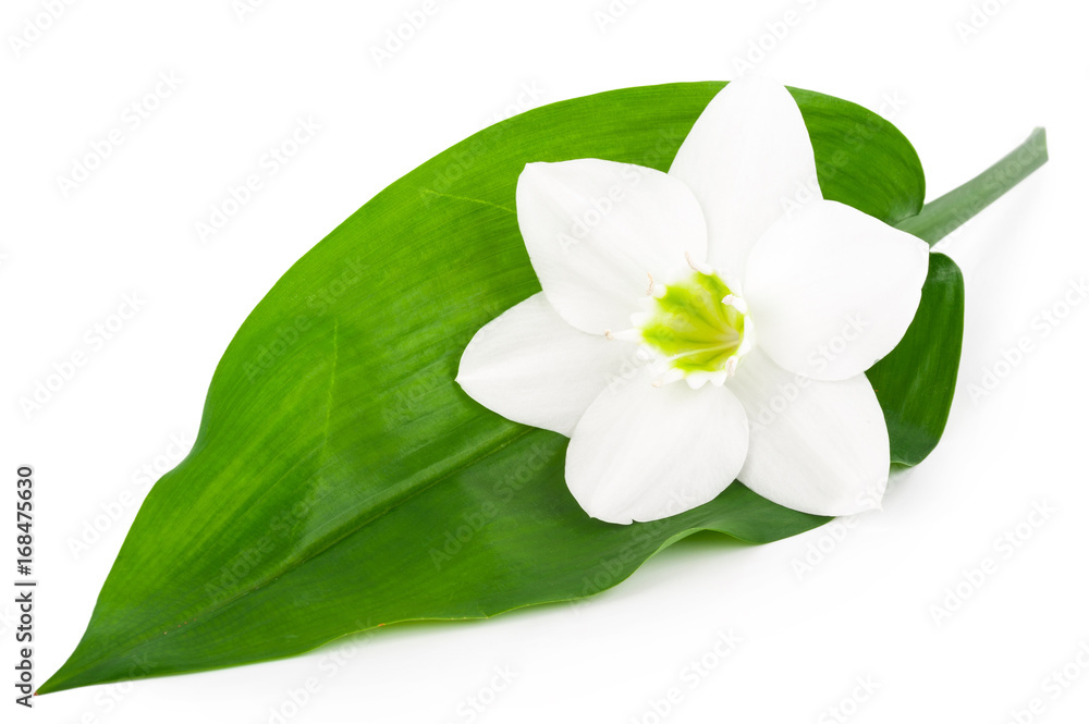 Euharis three flower Euharis three flower