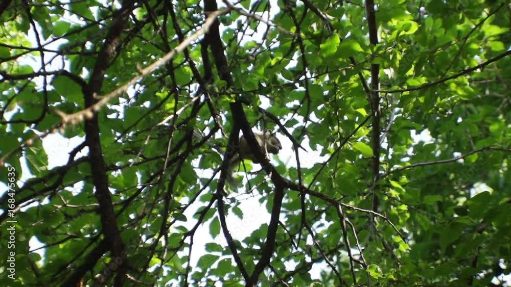 Chipmunk (Tamias) eating in a tree branch. Chipmunk (Tamias) eating in a tree branch.