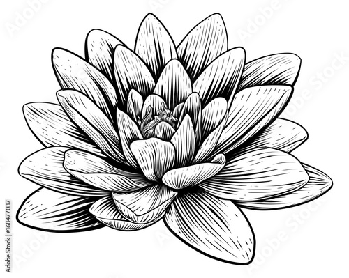 Lotus Flower Water Lily Vintage Woodcut Etching