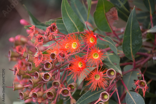 Eucalyptus Flowers n Buds photo