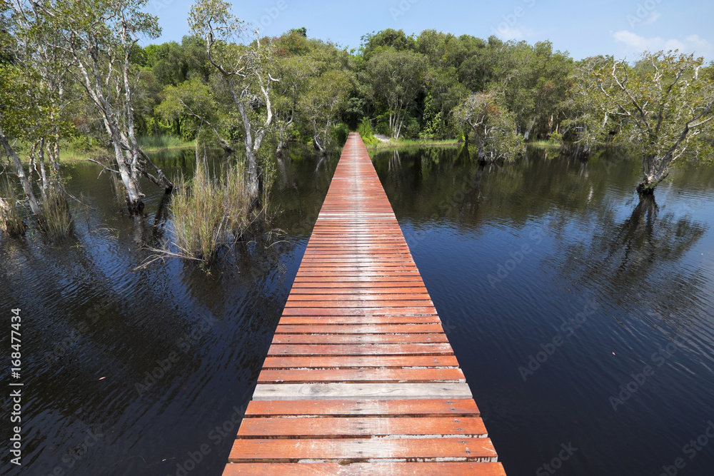 Fototapeta premium Bride to the mangrove forest