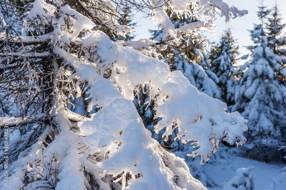 Zweige mit Schnee und Eis bedeckt Zweige mit Schnee und Eis bedeckt