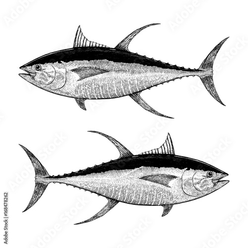 Yellowfin Tuna Illustration