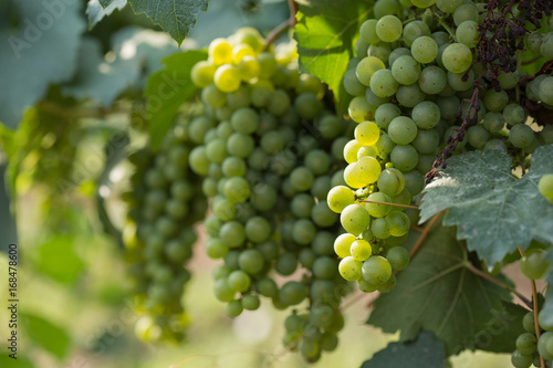 Wallpaper Mural Large bunches of grapes ripen against the background of greenery Torontodigital.ca