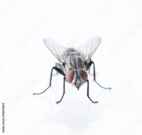 Detail of a fly isolated on white background. © ddukang