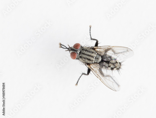 Detail of a fly isolated on white background. Top view.