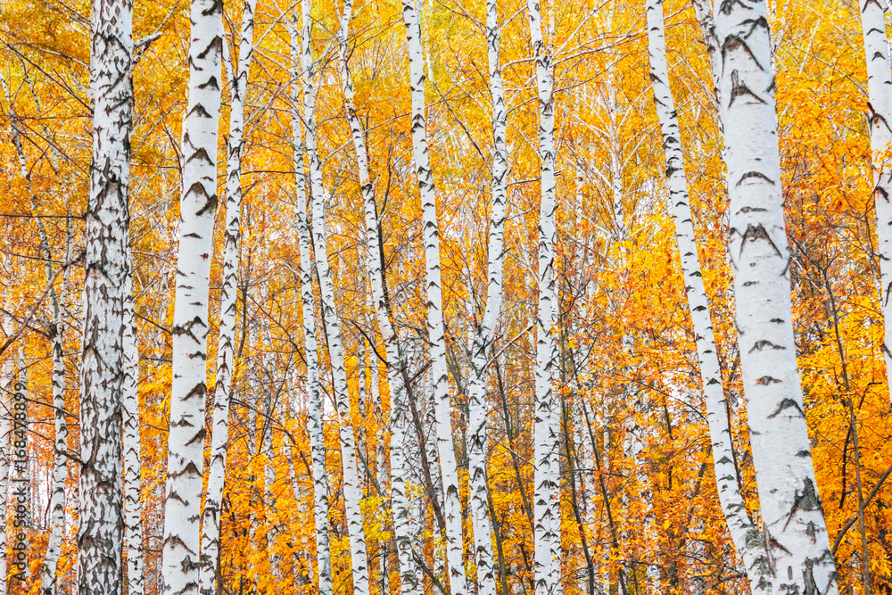 Obraz premium autumn birch forest