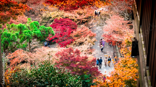 colorful from leaf tree with people walking on street at kiyomizu temple japan