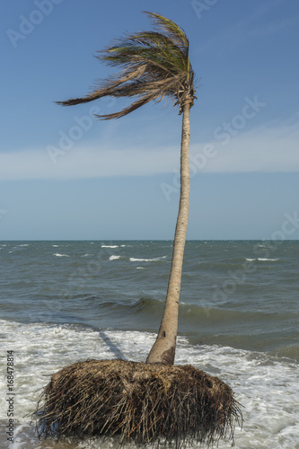 Coconut trees losing its ground to the rising sea level photo