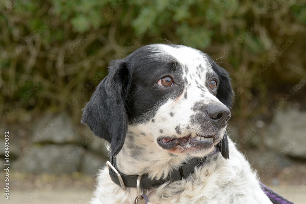 English springer spaniel dog portrait English springer spaniel dog portrait