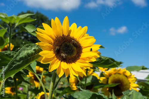 three bee and one fly sitting on sunflower