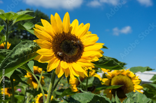 three bee sitting on sunflower with blue sky