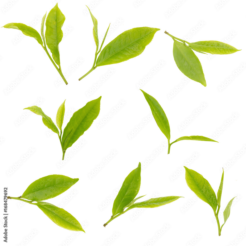 Fresh tea leaves isolated on the white background