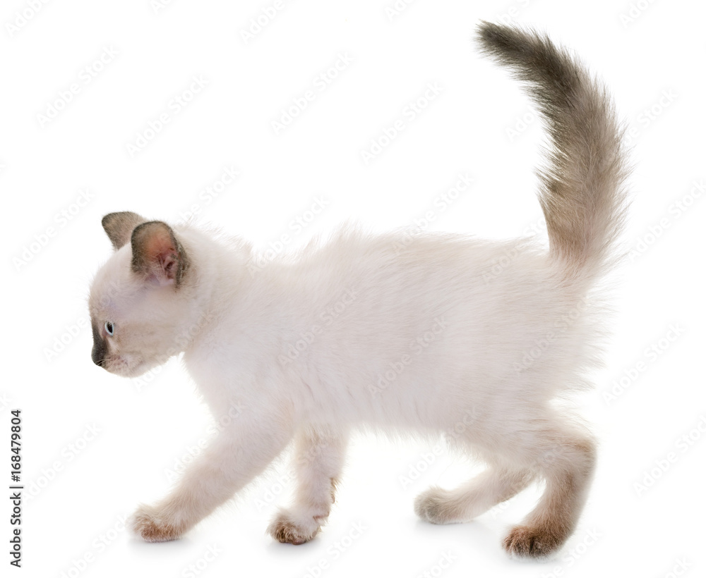 kitten in studio kitten in studio