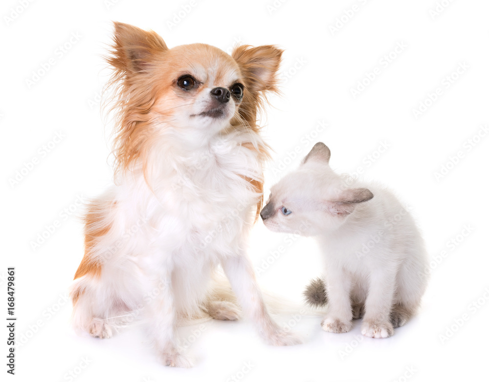 kitten and chihuahua