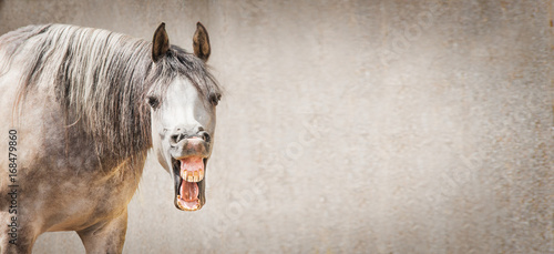 Fototapeta Naklejka Na Ścianę i Meble -  Funny horse face with Open mouthed looking in camera at gray background, place for text, banner