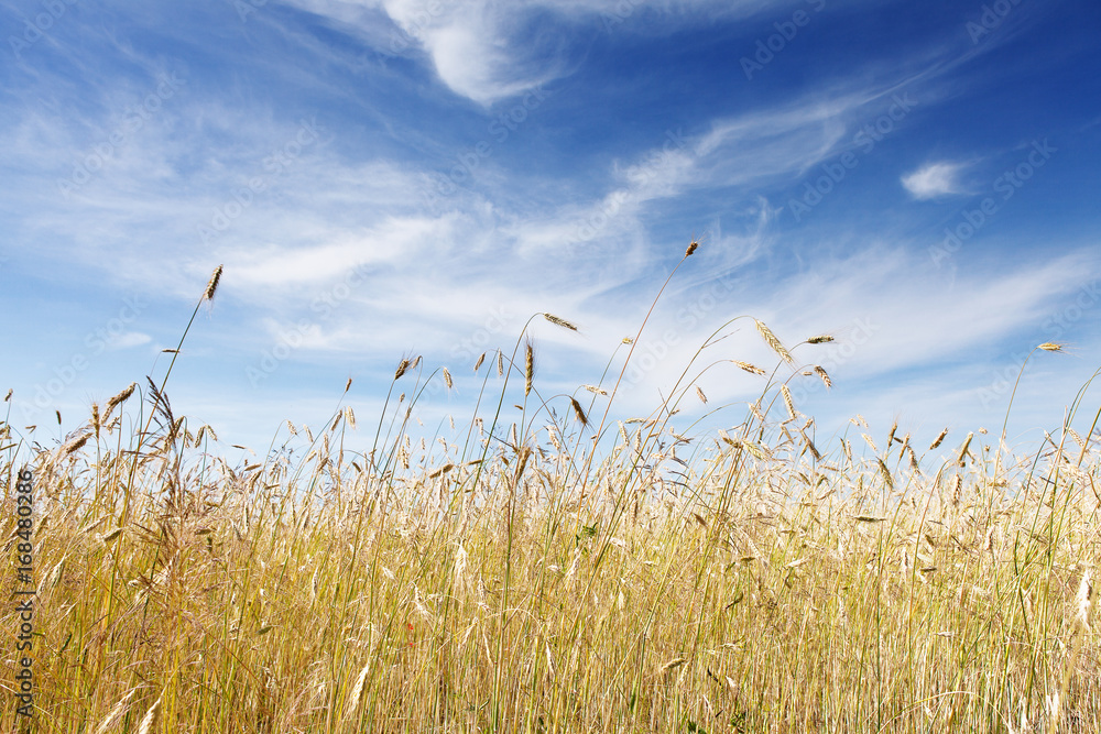 Obraz premium wheat field