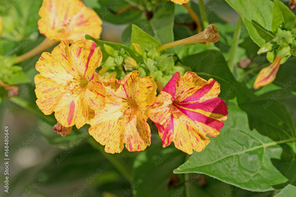 Wunderblume, Mirabilis jalapa Wunderblume, Mirabilis jalapa