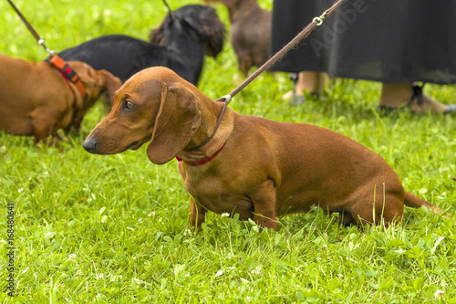 Typical Dachshund Close-up