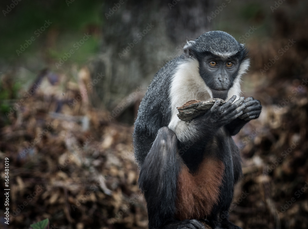 Obraz premium the Diana monkey