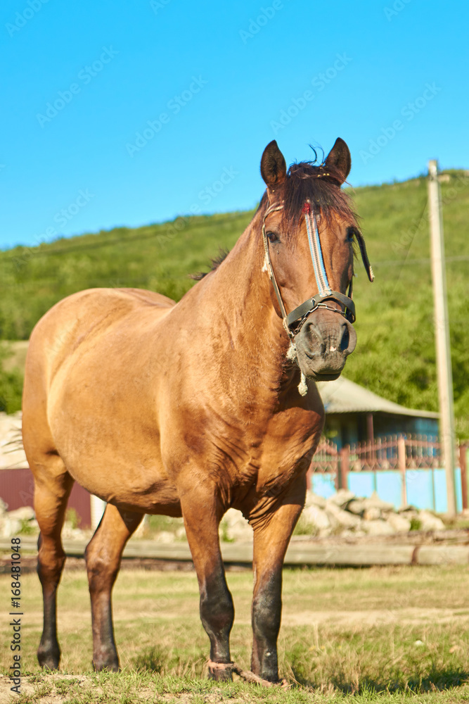 Obraz premium bay horse