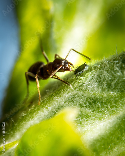 Ant and aphid © stockfotocz