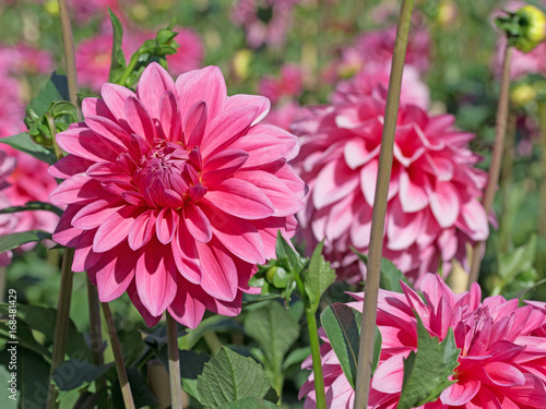 Fototapeta Naklejka Na Ścianę i Meble -  Dahlien, Dahlias
