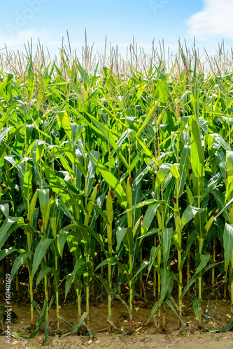 Front view of a corn field which maximum height is achieved, entering the R3 stage of its maturation process.