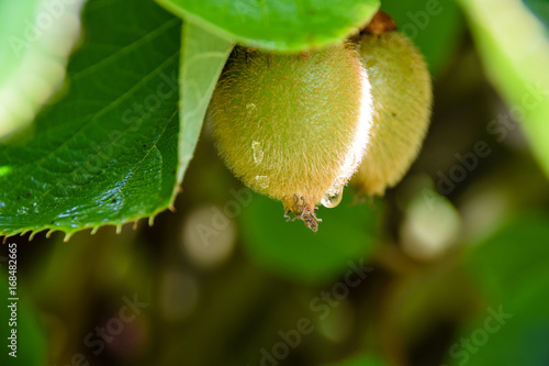 Photos Jenny variety of Kiwi fruit growing