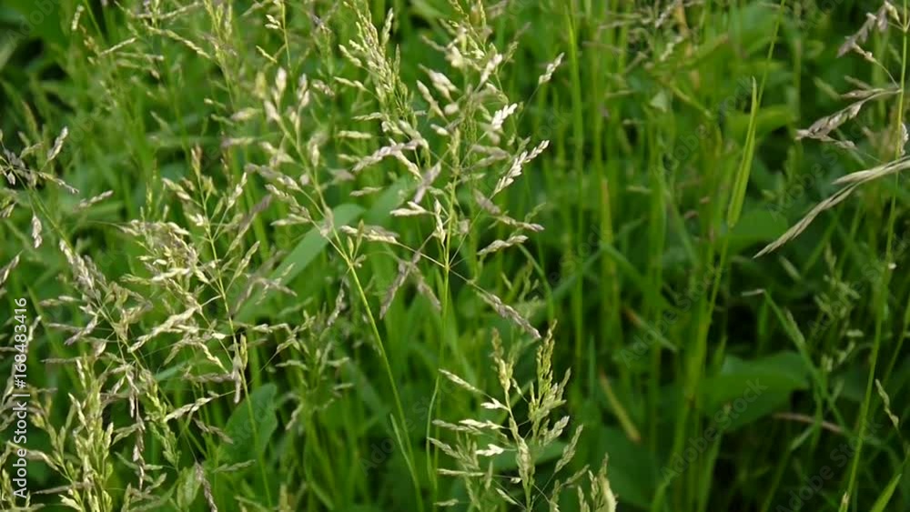 Common meadow grass in a field Poa pratensis. Conical panicles The plant is also called Kentucky bluegrass. Common meadow grass in a field Poa pratensis. Conical panicles The plant is also called Kentucky bluegrass.