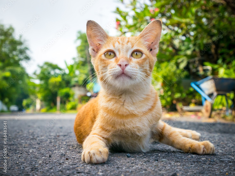 Orange and White coloring Thai cat lying on the ground.lazy cat
