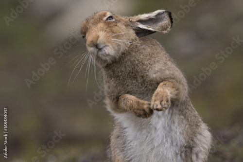 Obraz na płótnie mountain hare w salonie