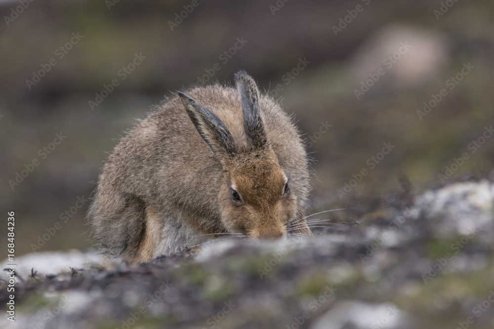 Fototapeta premium mountain hare