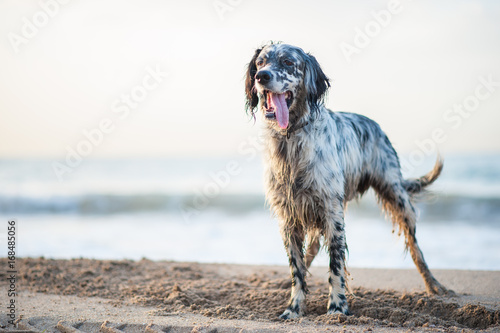 English Setter playing on the beach