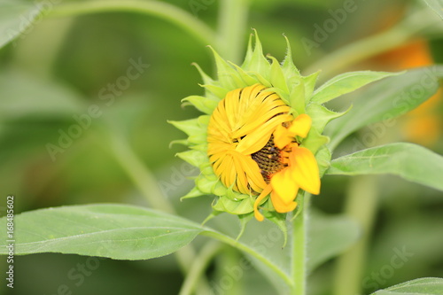 Sunflower helianthus