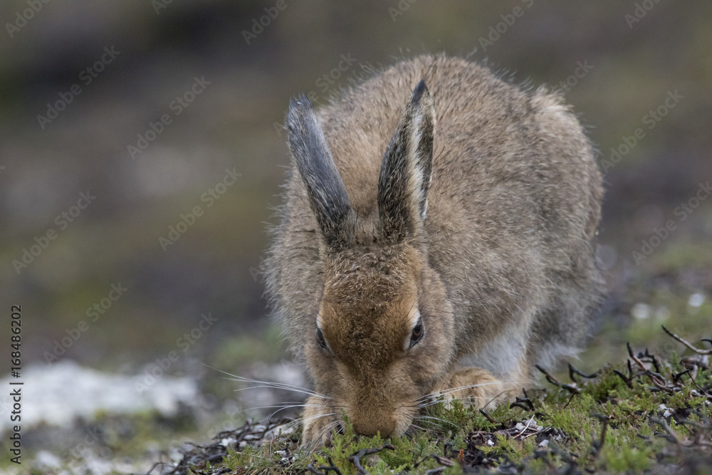Fototapeta premium mountain hare