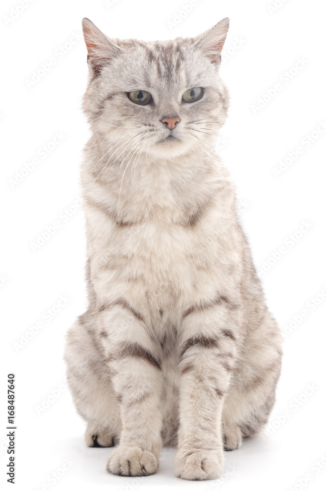 Obraz premium Gray cat.