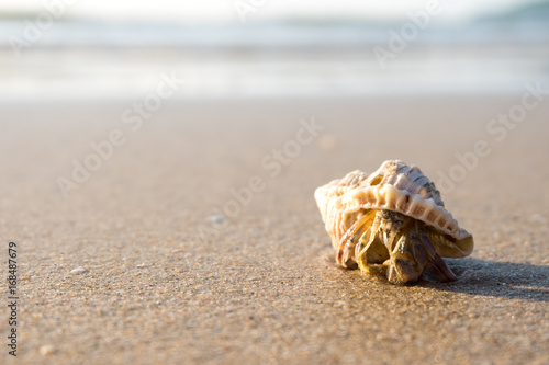 Hermit crab on tropical beach.