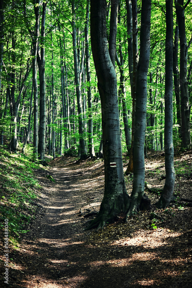 Hiking trail through a beech forest