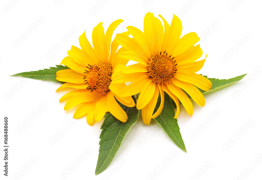 Fototapeta premium Yellow flowers.